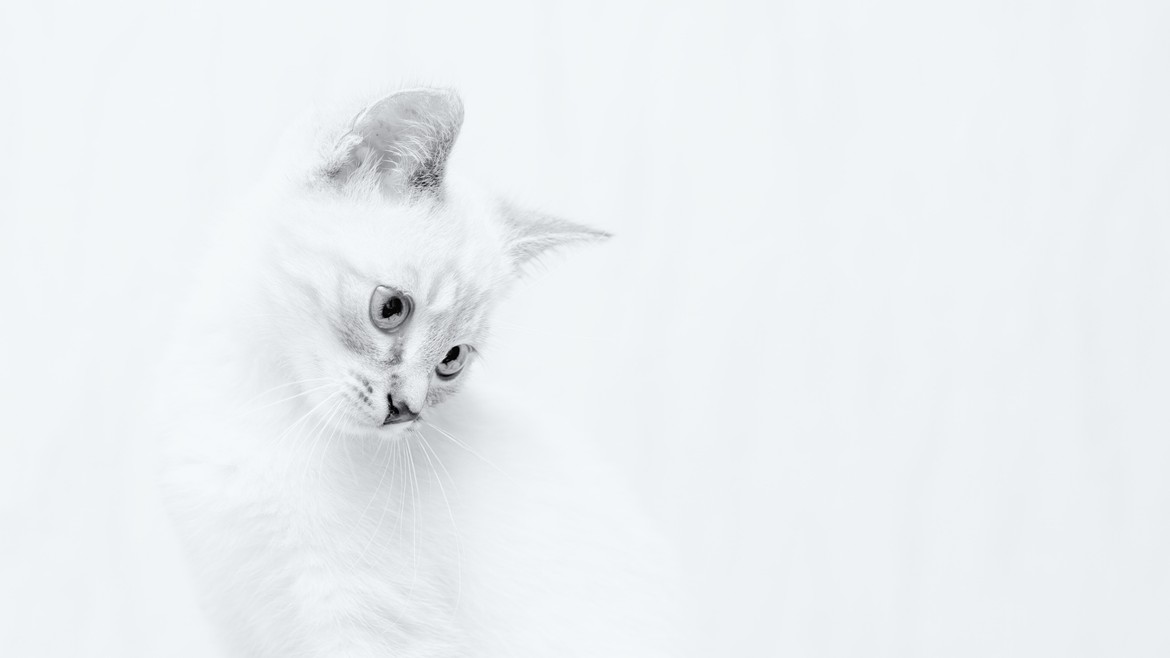 White cat in front of white background